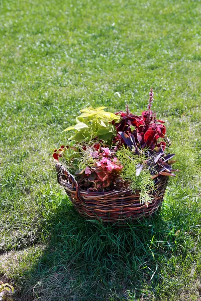 Basket flowers grass — Stock Photo, Image