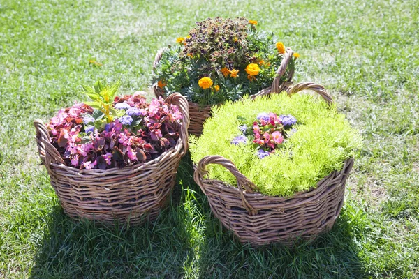 Basket flowers grass — Stock Photo, Image