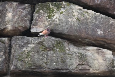 Taş duvar arkaplanı