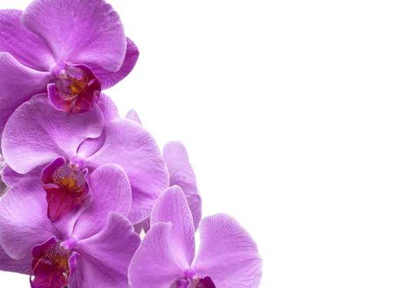 Purple orchid flowers close up on white — Stock Photo, Image