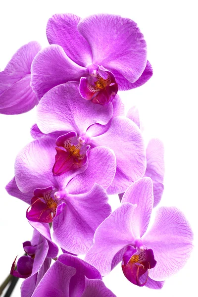 Purple orchid flowers close up on white — Stock Photo, Image