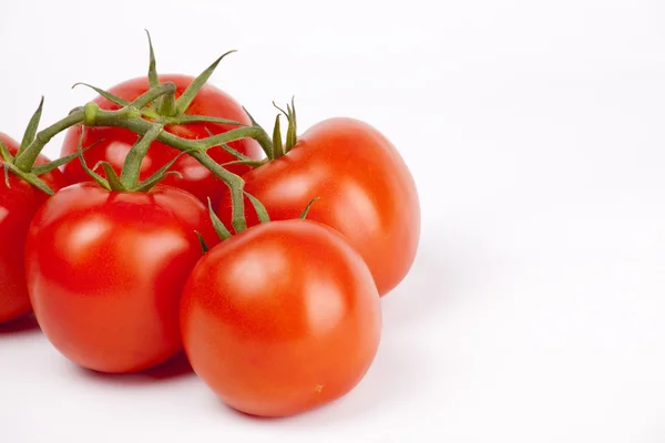 Tomates maduros em um ramo no branco — Fotografia de Stock