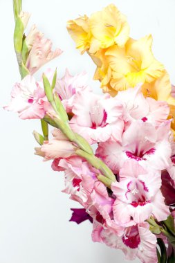 güzel renkli Kılıç çiçeği buketi