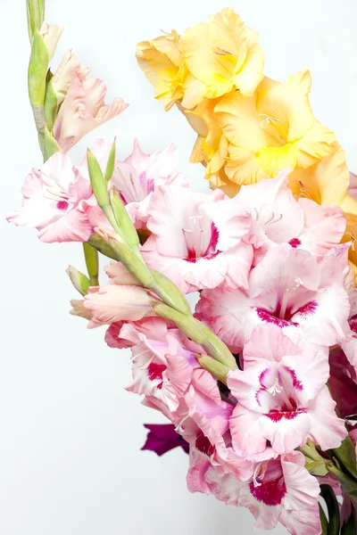 Buquê de gladioli colorido bonito — Fotografia de Stock