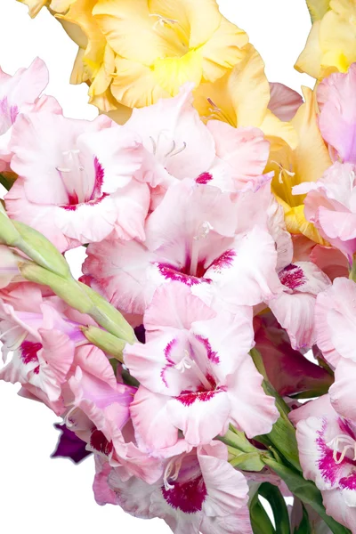 Bouquet of beautiful colorful gladioli — Stock Photo, Image