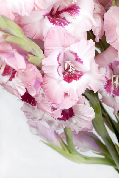 Bouquet of beautiful colorful gladioli — Stock Photo, Image