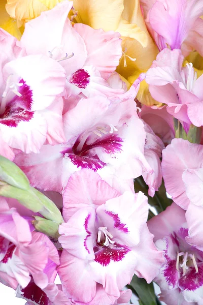 Buquê de gladioli colorido bonito — Fotografia de Stock