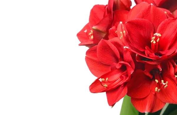 Big beautiful bouquet of red Amaryllis — Stock Photo, Image