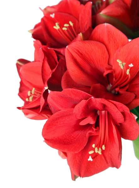 Großer schöner Strauß roter Amaryllis — Stockfoto