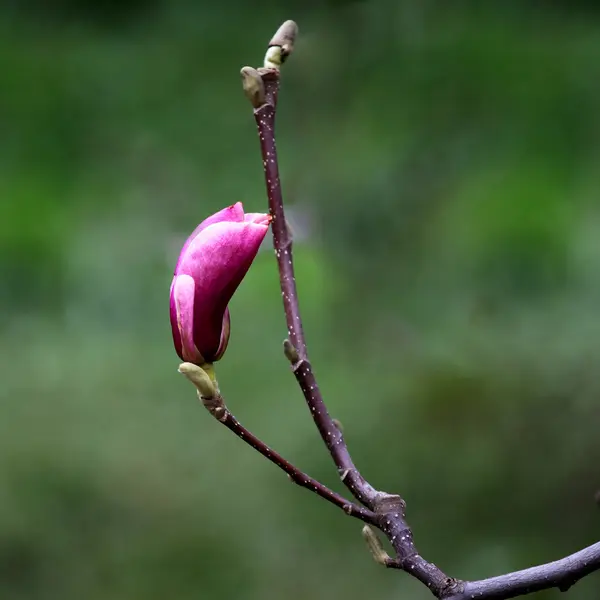 美しいモクレンの芽を開花 — ストック写真