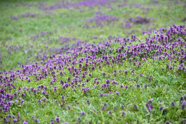 花と緑の草の牧草地 — ストック写真