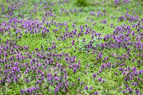 Зеленый травяной луг с цветами — стоковое фото