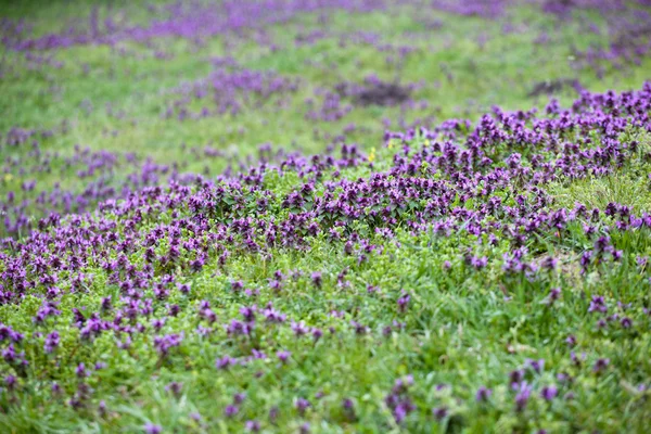 花と緑の草の牧草地 — ストック写真