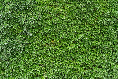 üzüm bağları duvar. Germany.wurzbyrg