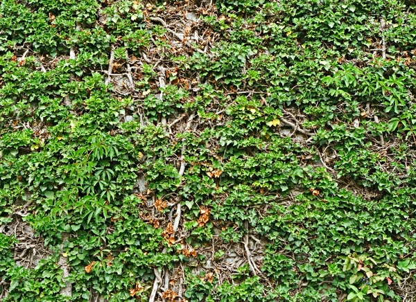 Uvas en la pared — Foto de Stock