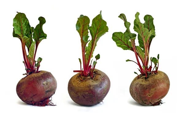 Three picture of beetroot — Stock Photo, Image