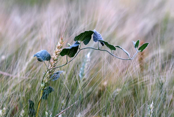 Flover των αυτιών — Φωτογραφία Αρχείου