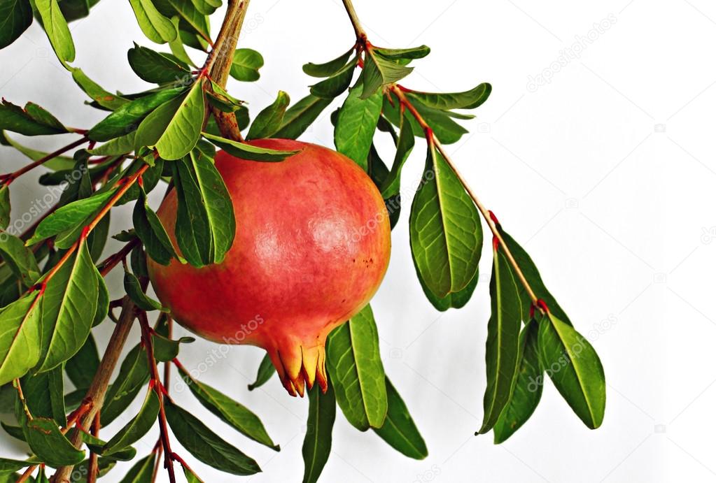 Picture of pomegranate