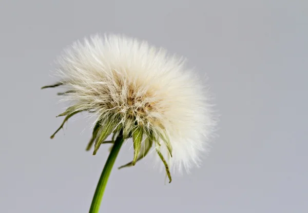 Flor de dente de leão — Fotografia de Stock