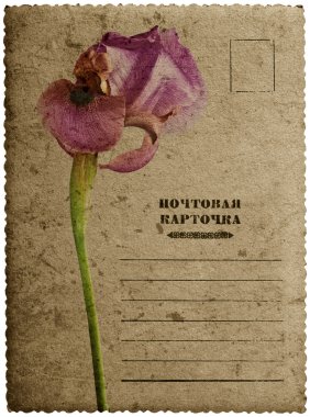 iris çiçeği ile tebrik kartı