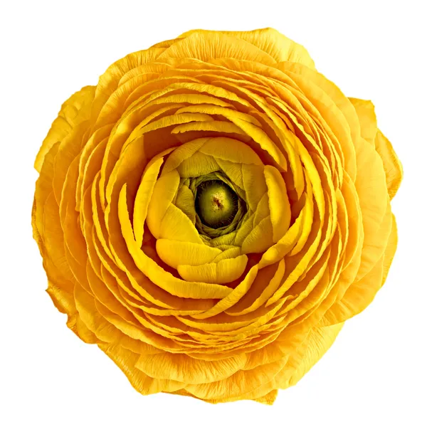 Flor amarela sobre um fundo branco — Fotografia de Stock