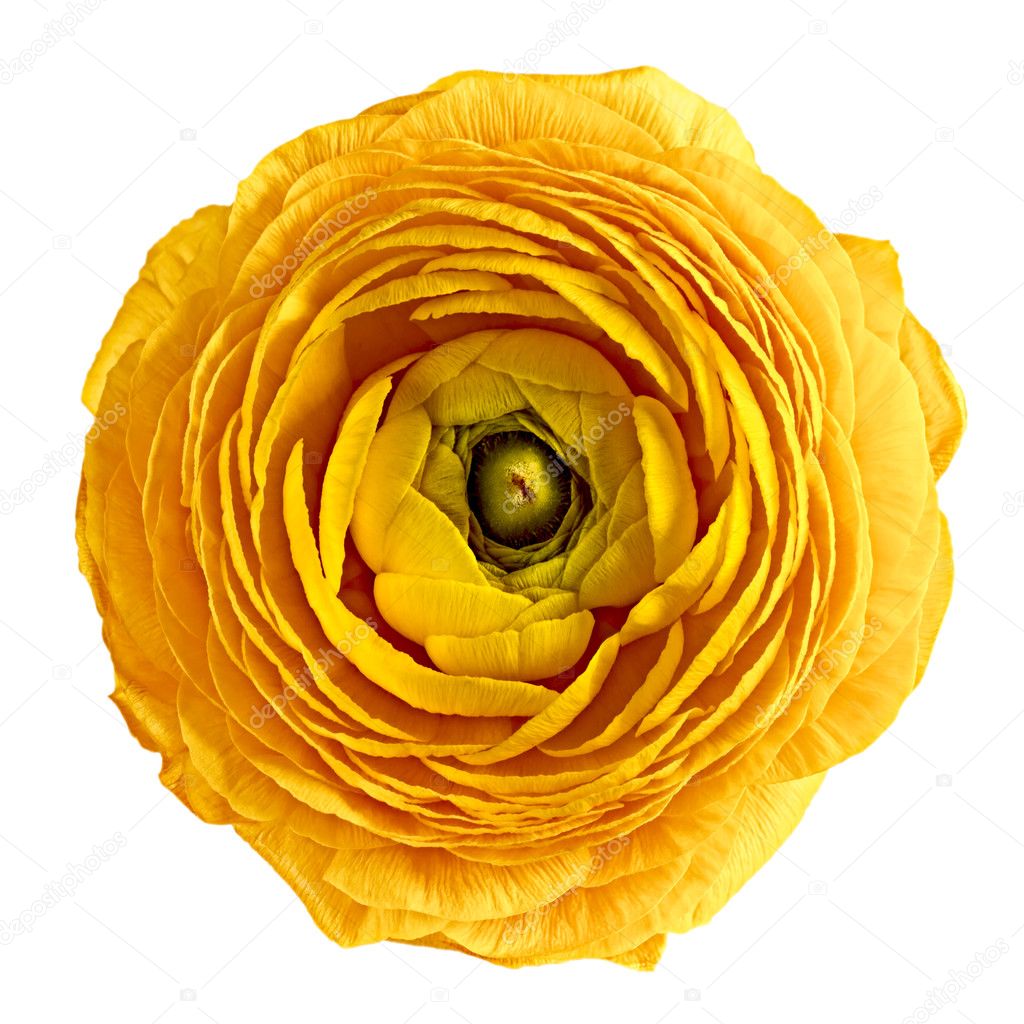 Yellow flower on a white background