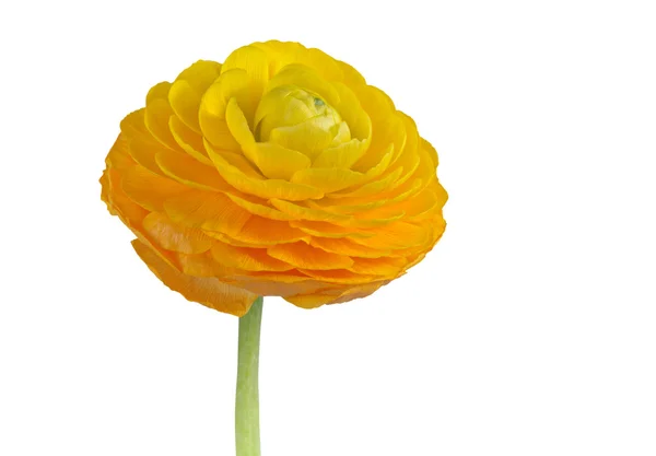 Ranunculus gul på vit bakgrund — Stockfoto
