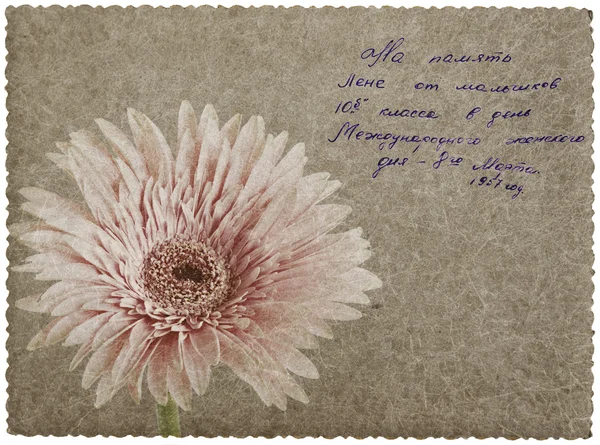 Greeting card with gerber flower — Stock Photo, Image