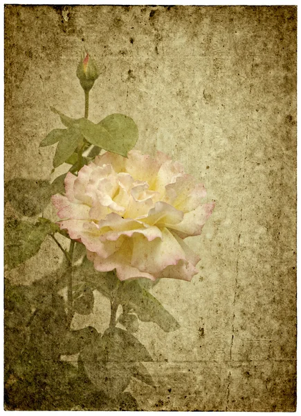 Carte de voeux avec rose . — Photo