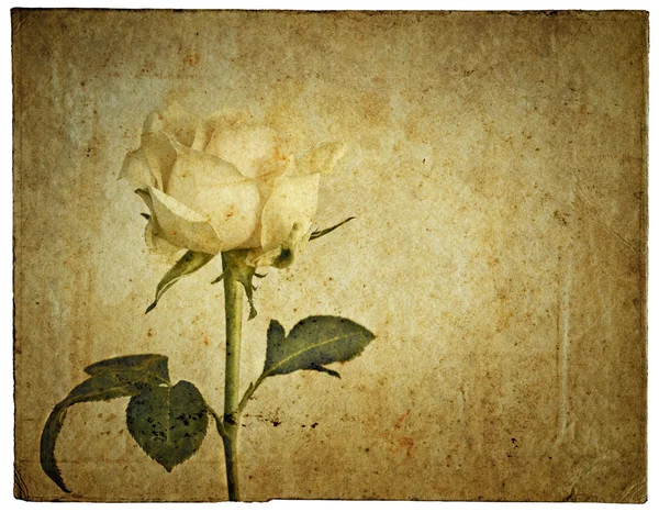 Greeting card with rose — Stock Photo, Image