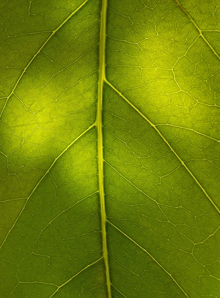 Fragment of leaf — Stock Photo, Image