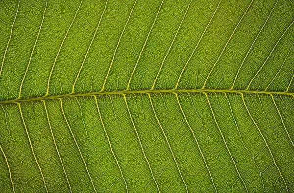 Fragment of green leaf — Stock Photo, Image