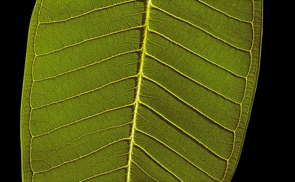 Frammento di foglia verde — Foto Stock