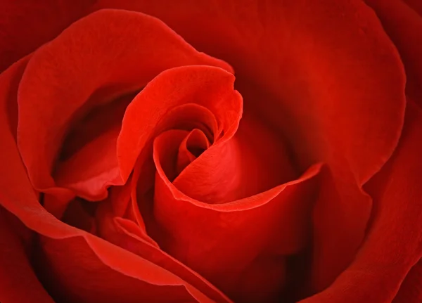赤いバラの壁紙 — ストック写真