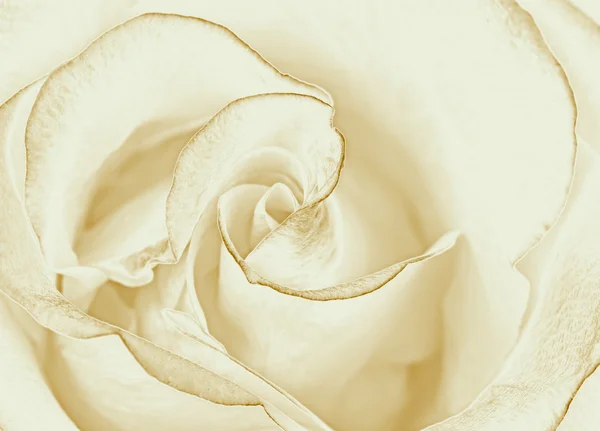 White rose wallpaper — Stock Photo, Image