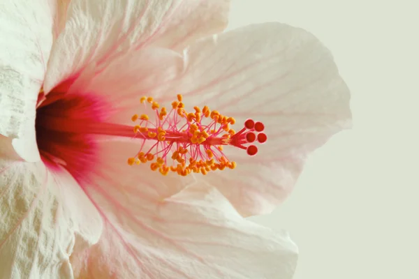 Fiore di ibisco rosa — Foto Stock