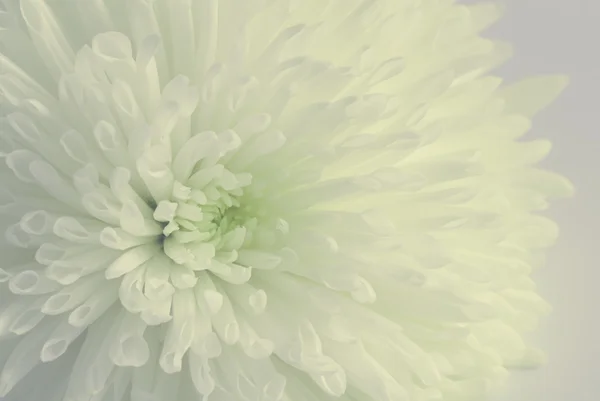 Bianco aster — Foto Stock