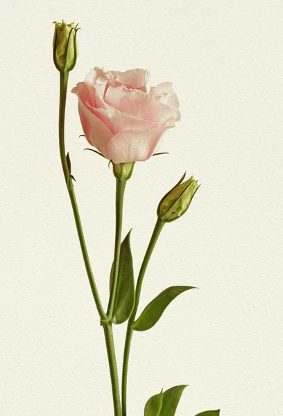 Eustomor blommor rosa — Stockfoto