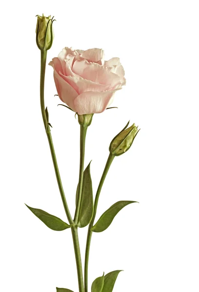 Eustomor blommor rosa Royaltyfria Stockfoton