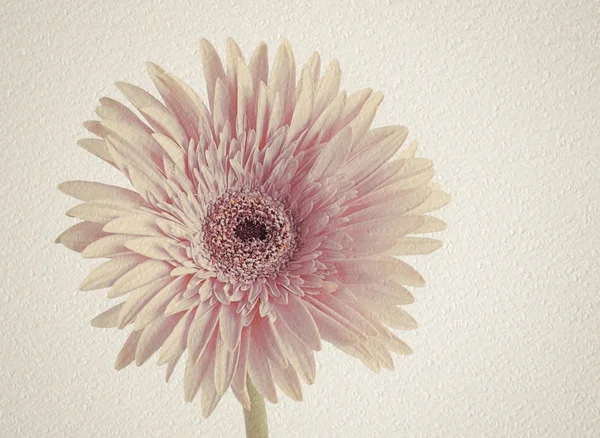 Цветок гердера на белой текстурной бумаге — стоковое фото