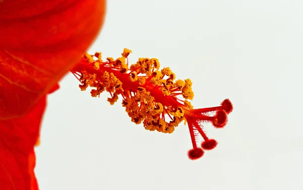 Fiore di ibisco rosso — Foto Stock
