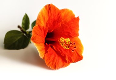 kırmızı amber çiçeği