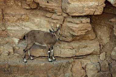 Timna parkında dağ keçisi. 