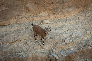 Timna parkında dağ keçisi. 