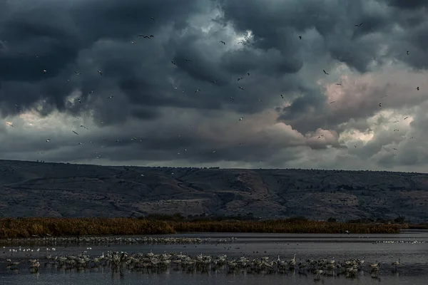 Agamon Hula Park Gennaio — Foto Stock