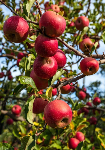 Μήλα Ζυγίζουν Ένα Κλαδί Στον Κήπο — Φωτογραφία Αρχείου