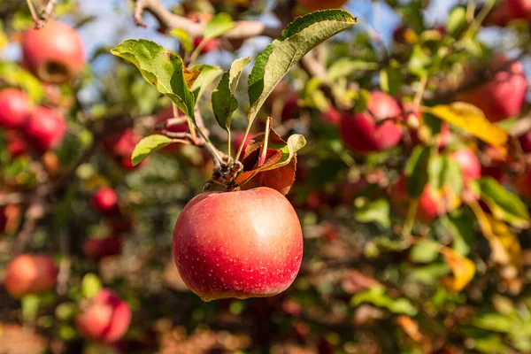 Μήλα Ζυγίζουν Ένα Κλαδί Στον Κήπο — Φωτογραφία Αρχείου