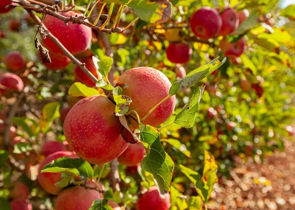 Äpplen Väger Gren Trädgården — Stockfoto