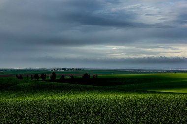Bulutlu bir şubat gününde buğday tarlası