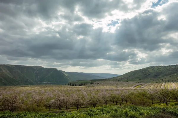 Almond Trees Bloom Garden Israel Border Jordan — Stock Photo, Image